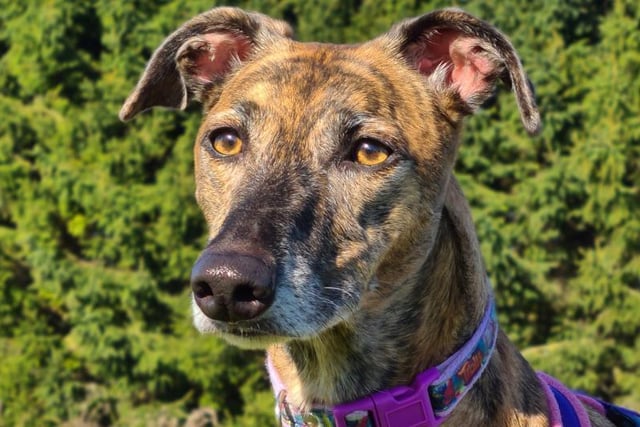 Twiggy, now six, is a typical laid back lurcher who loves nothing more than lounging around on the sofa. Being a lurcher, Twiggy does have a prey drive and cannot be homed with other pets. She should be fine homed with older children 12 and above though due to her loving nature.