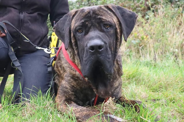 Cooper may be the size of a pony but he is a real gentle giant and is lovely to walk. At only 14 months, this Old English Mastiff can be a little apprehensive around new people and places. Due to his immense size, he cannot be homed with young children and he will need some training.