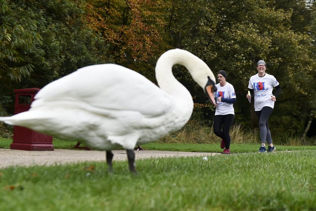 Runners approaching a swan in Middleton Park
