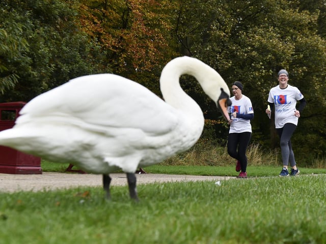 Runners approaching a swan in Middleton Park