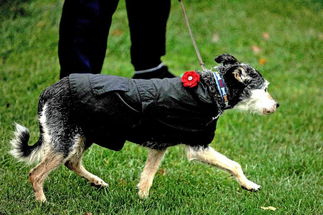 Tilly the dog running with her poppy attached