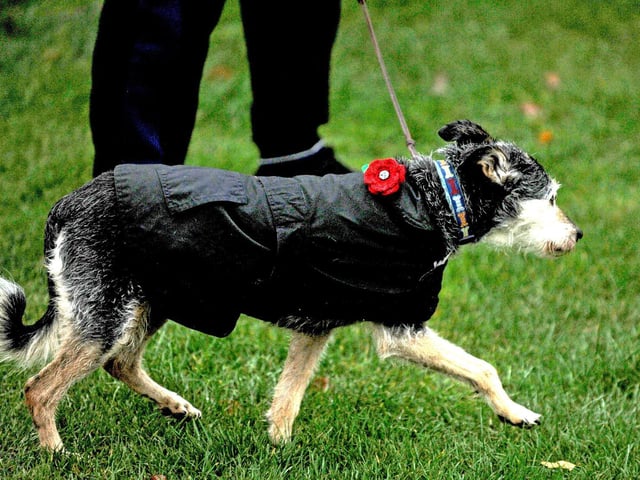 Tilly the dog running with her poppy attached