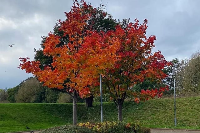 Sarah Moo Horncastle shared Autumn colours taken at Thornes Park.