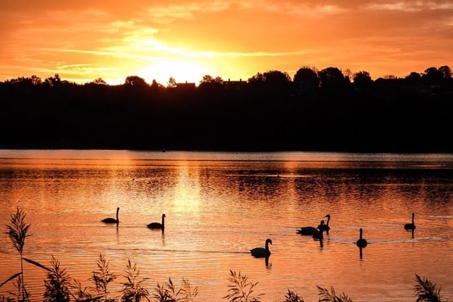 Sue Billcliffe also shared swans at sunrise at Wintersett.