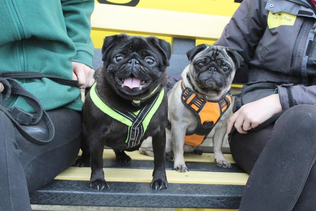 Lulu (black) and Pippa (fawn) are a cheeky pair of pugs looking for a home together. They are best friends and would love to find an owner to take them both on board, and their bubbly personalities make them ideal for a family with children over 14. Lulu does need some medical attention due to her trouble breathing, so please contact Dogs Trust Leeds about the medical procedures necessary after rehoming.