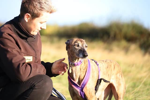 Twiggy is up for adoption this week. Photo: Dogs Trust
