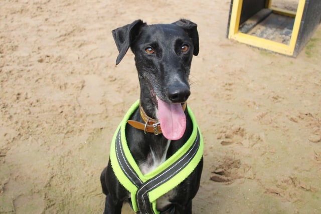Doughnut is a gorgeous Greyhound with a personality to match. Dogs Trust originally found him as a stray so not much is known about his background, but from just a few minutes in his company you can see he's a playful pup who loves a good fuss. He's a little wary of men at first, but after spending a bit of time with him he'll be giving you a paw in no time. Doughnut doesn't like being left alone for long so an owner who's around most of the time would be ideal for him. He's friendly with other dogs and can be paired with children over the age of 16.