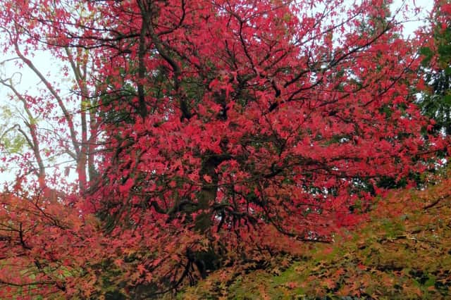 Autumn glory in Valley Gardens, by Ian Willson.