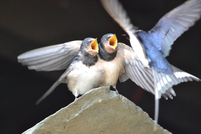 Two hungry mouths, waiting to be fed, taken by Julie Addyman.