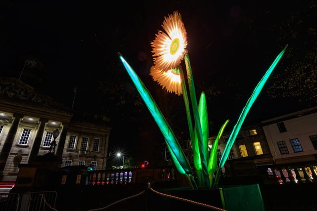 Dalton Square in full bloom as plants and flowers burst into life at Light Up Lancaster Festival. Photo: Kelvin Stuttard