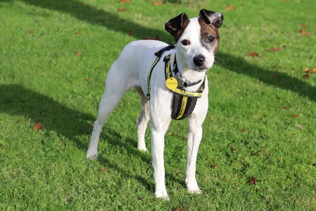 Beautiful little Belle loves a cuddle and shows no signs of slowing down her giddiness at 8 years young. She can be a bit of an escape artist so will need a home with a secure garden and she can jump pretty high for a small dog! Belle should be ok to live with sensible children over the age of 10 years and could potentially live with a playful doggy friend. She may need a little help with her housetraining when settling in somewhere new and an owner that doesn't mind sharing their furniture is a must.