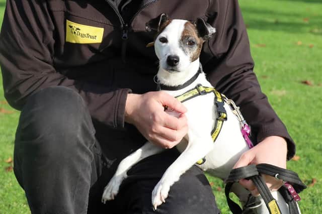 Belle is looking for her forever home. Photo: Dogs Trust Leeds