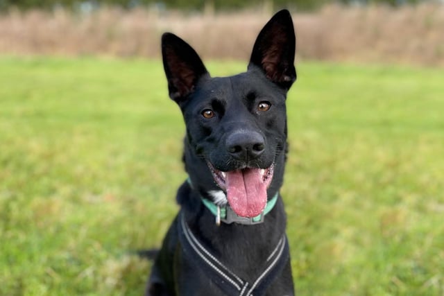 Walter has a real zest for life and is polite if not a little exuberant around new people. He loves to run and burn off some energy so a good sized enclosed garden is a must. Walter may live with the right dog in the home subject to a couple of meets at the centre. They must be able to tolerate his exuberant manner and join in the play. He was left for short periods in his previous home and once settled in should be fine again for a few hours. Walter can be strong to walk so is not for the faint hearted however in the right home he will make a great addition to the family.