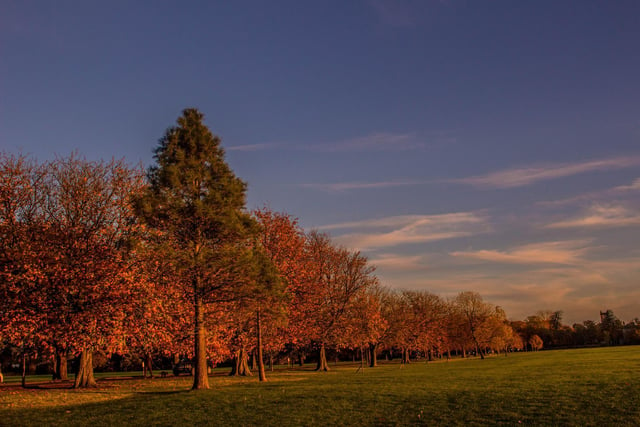 An autumnal Stray, taken by Jeannette Wilson.