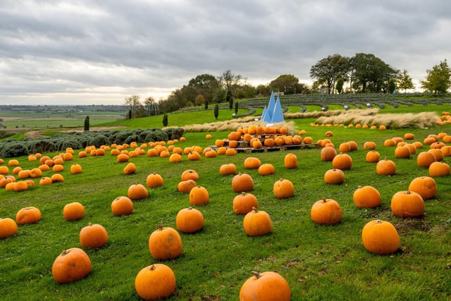 A pumpkin display seen in the run up to Halloween at the lavender farm in Terrington village, by Michelle Bray.