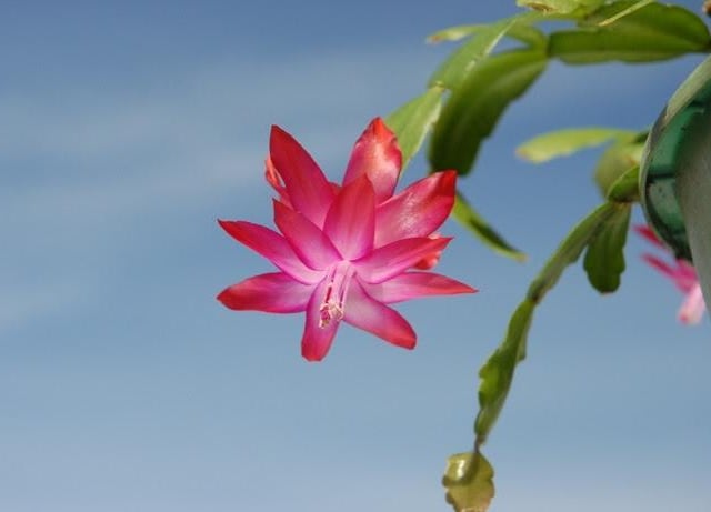 The Christmas cactus is nothing to do with either the Christmas tradition or the story of Christ’s birth, but they are easy to maintain during cooler months. They look amazing too, flowering from late November all the way to late January. They will live happily in humid environments like kitchens and bathrooms, as they grow in tropical rainforests in the wild.
During the summer months, when the risk of frost has gone, they can be placed outside.
This will help to ripen new growth and encourages flowering. Keep them in a shady spot and protect them from slugs