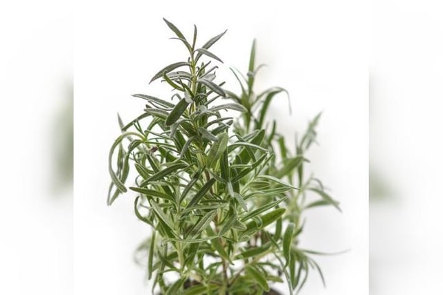 Rosemary is the most authentic Christmas plant about, as it’s thought to be one of the plants in the manger where baby Jesus was cradled.
The plant is an attractive evergreen shrub with needle-like leaves, and it is super easy to care for. 
Provide the herb with well-drained, sandy soil and a solid amount of sunlight. These plants thrive in warm, humid environments and should be moved into a cosy spot in the home over the winter months.