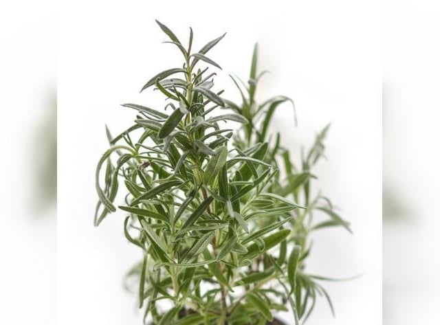 Rosemary is the most authentic Christmas plant about, as it’s thought to be one of the plants in the manger where baby Jesus was cradled.
The plant is an attractive evergreen shrub with needle-like leaves, and it is super easy to care for.
Provide the herb with well-drained, sandy soil and a solid amount of sunlight. These plants thrive in warm, humid environments and should be moved into a cosy spot in the home over the winter months.