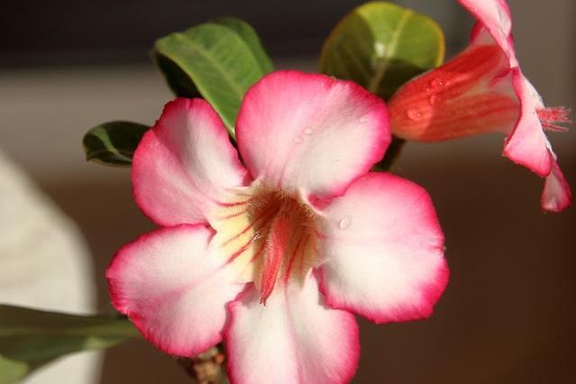 These strong plants are native to regions with warm climates, so should be kept out of the cold at all costs. When kept as a house plant, they are the perfect specimens for nervous or novice gardeners. A fat trunk is an indicator of health on this plant, whereas a skinny stem is the plant screaming that it needs watering.