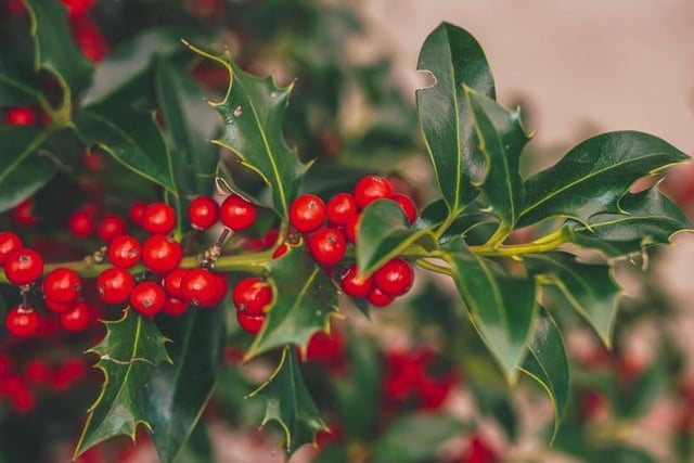This Christmas classic is a symbol of eternal life and fertility. Back in the day, people believed that hanging the plant in homes would bring good luck and protection.
When grown in the home, holly will thrive in moist soil positioned in slight suntraps. However, they aren’t just limited to December along with the decorations, they make a lovely year-round houseplant.