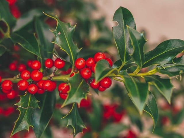 This Christmas classic is a symbol of eternal life and fertility. Back in the day, people believed that hanging the plant in homes would bring good luck and protection.
When grown in the home, holly will thrive in moist soil positioned in slight suntraps. However, they aren’t just limited to December along with the decorations, they make a lovely year-round houseplant.