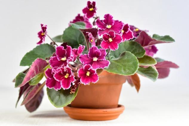 Whilst these aren’t the easiest plant to look after, they are blooming gorgeous. They take up a small amount of space in the home and can make a delightful display when a few are bunched together.
African violet plants should be watered when the soil doesn’t feel moist with lukewarm or tepid water which has been left to stand for 48 hours. These fussy flowers will be well worth the beautiful blooms that come during colder climates.