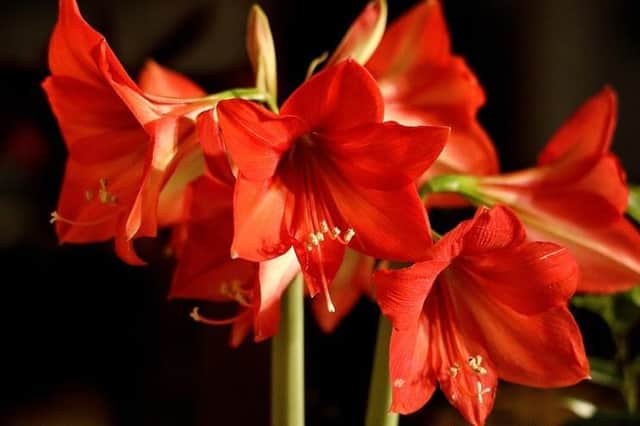 The massive, six-pointed amaryllis bloom makes an impressive festive decoration and a support stake will be handy for keeping big blooms upright. Plant the bulbs no later than the beginning of November and keep the soil moist, but not drenched.
When flowering, the bright red blooms will enjoy a semi-cool, humid spot in the home with bright, indirect light and plenty of moisture. In spring, return the plant to a sunny area and water well.