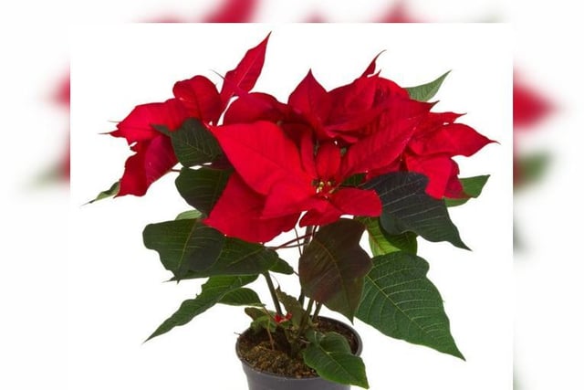 Poinsettias are a pretty, bright plant that is widely grown indoors over Christmas for their beautiful, red bracts. 
They should only be watered once the compost has begun to dry out. Overwatering poinsettias can really damage the plant, instead, regularly misting the plant with a spray bottle is beneficial, especially when flowering.