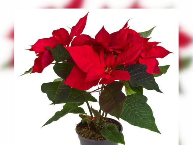 Poinsettias are a pretty, bright plant that is widely grown indoors over Christmas for their beautiful, red bracts.
They should only be watered once the compost has begun to dry out. Overwatering poinsettias can really damage the plant, instead, regularly misting the plant with a spray bottle is beneficial, especially when flowering.