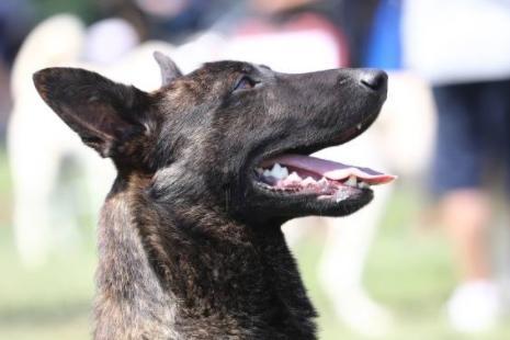 Another breed commonly used by the police and military, the Belgian Malinois dog is one of the oldest European breeds and is a fear-free force to be reckoned with.