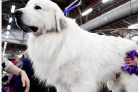 The Great Pyrenees is so brave it was historically used to protect livestock against ferocious wolves. They are now more common as family pets and get on particularly well with children.
