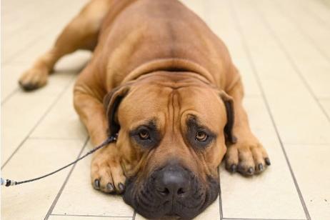 Also known as the South African mastiff, the Boerboel was used in its native South Africa to guard homesteads. They are one of the most powerful breeds of dog and fear nothing.