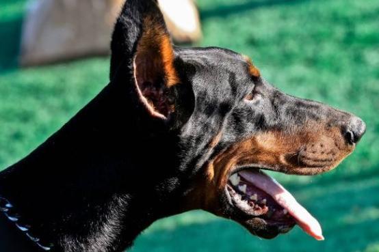 The Dobermann, also known as the Doberman Pinscher, combines strength, intelligence and fearlessness to make it one of the best dogs for protection. They are also very sensitive to sound and naturally-suspicious of strangers so are great guard dogs.