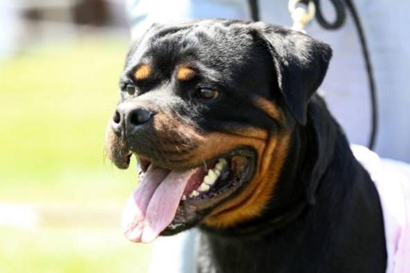 Often a misunderstood breed, the Rottweiler isn't overly-aggressive in normal curcumstances and can make a loving and gentle family pet. They are very protective though, and fear nothing, making them a buglar's worst nightmare.