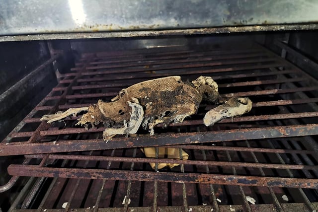 Remains of an animal in an oven at St Joseph's Roman Catholic seminary, Roby Mill - photos by Chris Reardon