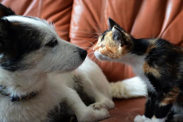 Introducing a new pet to the household can be a difficult job, especially when introducing a cat to a dog.