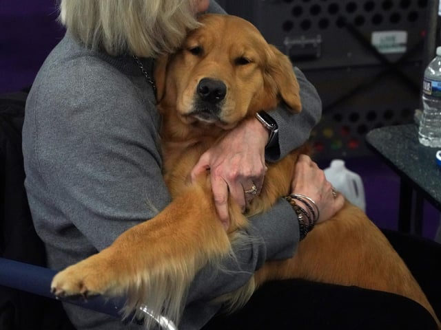 One of the nation’s most favourite breeds, golden retrievers are incredibly patient and loving dogs that makes them a great choice for feline friends. Even if your cat is unsure or playful upon first meetings, golden retrievers will happily sit back and give the cat the time it needs to settle in without barking back.