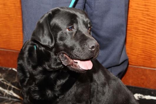 A lover not a fighter, a Labrador will happily accept any other pet in the household. Labradors are very trustworthy, gentle and tolerant and it’s because of their lovely nature that they make such good companions for cats.