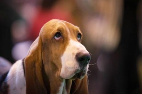 With their placid personality and calm demeanour, the doleful-eyed basset hound makes a great companion for cats. They originally are bred as pack dogs, so love being around other pets, and due to being so easy-going and friendly, they will rarely bother with even the most stubborn of cats!