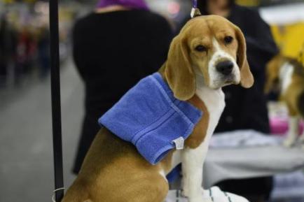 As a hunting dog, you might not think a beagle would be a good cat companion, but they make great feline siblings. Beagles hate being left on their own, so welcome a cat’s company when you’re out and about. Loving and affectionate, they’re a great feline friend.