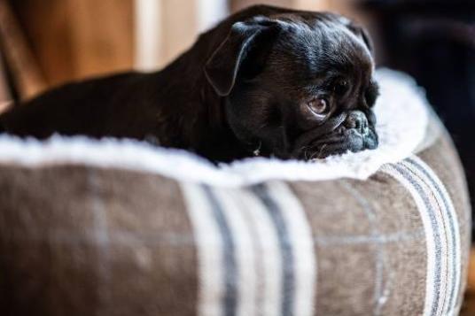 Due to their small size and gentle nature, pugs are among the most compatible breeds for cats – in fact it’s because of this that many pet owners will find their pug snuggling up to their cat for a nap. Pugs are bundles of energy, so are better off places with a cat who isn’t overly shy or nervous.