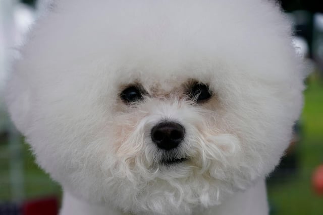 Another great feline friend, bichon frises are exceptionally loving and affectionate dogs and will show this side of them to their kitty companions. However, they can become a bit too clingy at times, so may be overwhelming for a cat who prefers to fly solo.