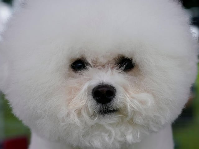 Another great feline friend, bichon frises are exceptionally loving and affectionate dogs and will show this side of them to their kitty companions. However, they can become a bit too clingy at times, so may be overwhelming for a cat who prefers to fly solo.