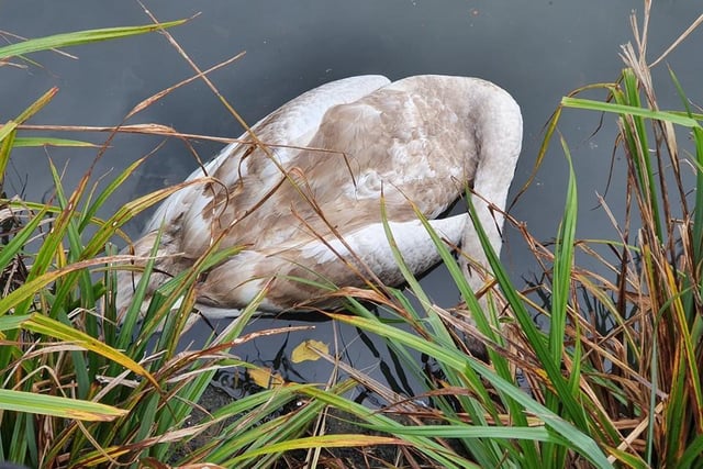 A third swan was found trapped in netting at the side of the pond, and was found to be suffering from symptoms of bird flu, including confusion, cloudy eyes, and swelling. It was taken to the Veterinary Health Centre, where it was euthanised.