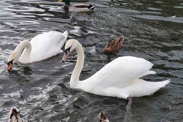 Two more swans at Cypress Point are reported to have died of suspected bird flu since Friday, November 12, bringing the total death count to nine so far.