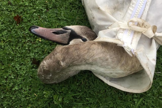 On Friday, November 12, a cygnet with symptoms of bird flu was removed from the pond behind the Four Seasons Eatery in Staining by volunteers from Hugo's Small Animal Rescue. It was taken to the Veterinary Health Centre in Lytham, where it was euthanised, and its body sent to the Department for Environment, Food and Rural Affairs for autopsy.