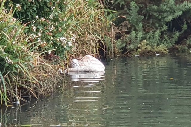 On Sunday, November 7, a swan was found dead on the Japanese Pond at Cypress Point, Lytham, and another was found on the main pond nearby a day later.