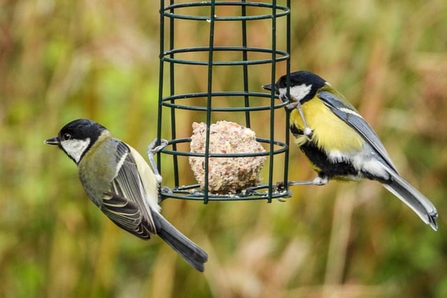 Sue Billcliffe shared her photo of birds on the feeder at Anglers Country Park.