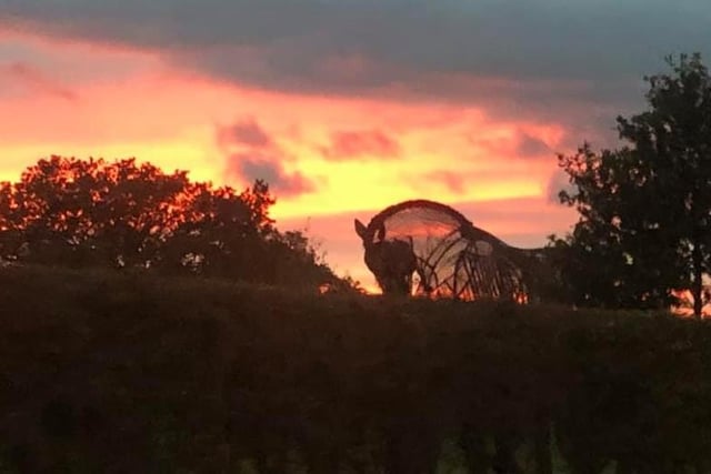 Claire Lou took a photo of the war horse in Featherstone.