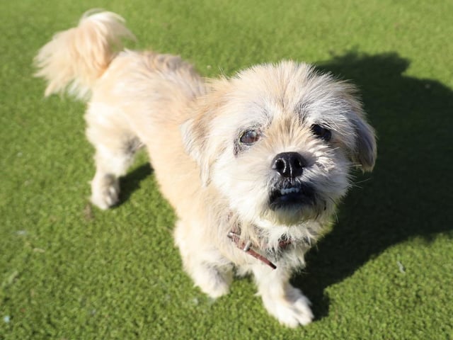 Little Coco (10 years) has had an ongoing skin condition for a long time and whilst he has improved in our care he will need ongoing tablets and medicated baths for the rest of his life. This is something our vet will chat to adopters about and the costs involved. Coco has a sweet nature with his handlers and is great with the vet too. He is managable around dogs but will need to be given some space as he can be very vocal if dogs get too close to him.